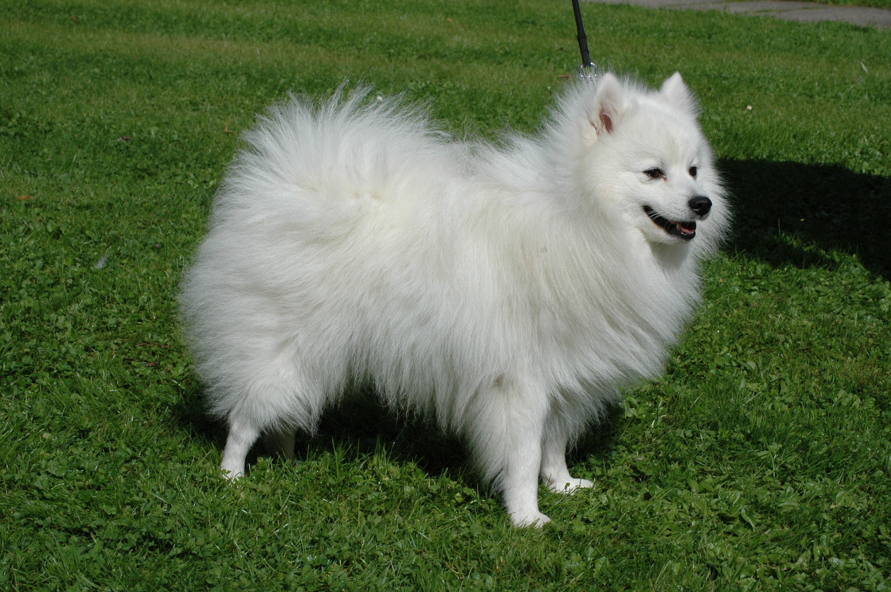Japanese Spitz Brit